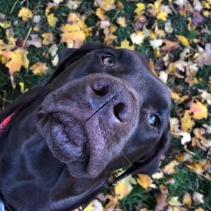 Meet your Posher, Charlotte